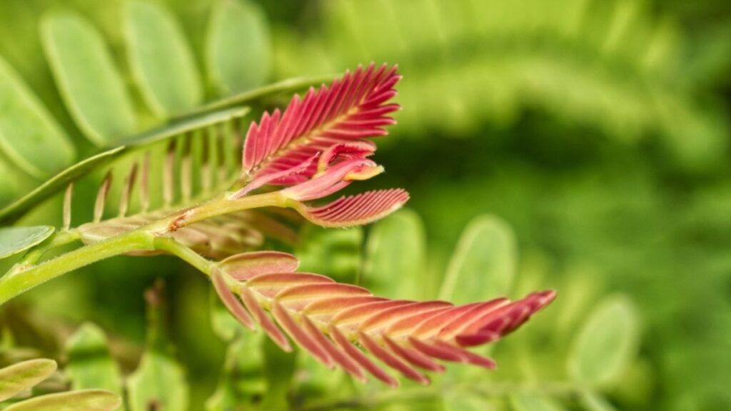 Lyposingrass: The Complete Guide to This Remarkable Plant